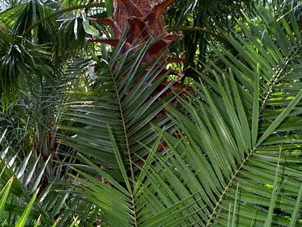 Date Palm, Phoenix sp. and Washingtonia