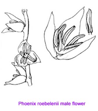 Phoenix roebelenii Pygmy Date Palm male flower