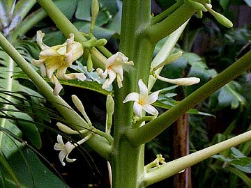 papaya female