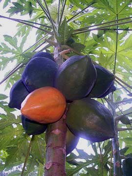 papaya with fruit