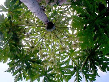 papaya male plant with single fruit