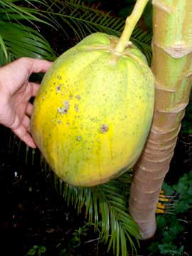 papaya getting ripe