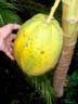 Large papaya getting ripe