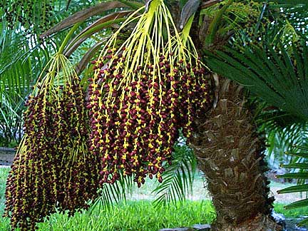 roebelenii phoenix palm pygmy date seeds fruit tree tropical loaded
