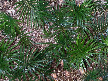 Cycas revoluta 01march7-3_seed_seedlings.jpg