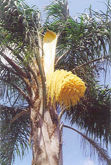Queen Palm in Flower