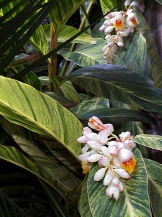 Variegated Shell Ginger Alpinia zerumbet