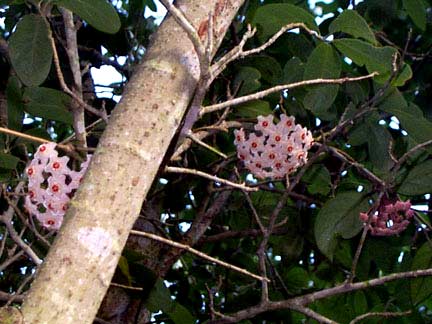 Hoya Wax Flower