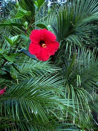 Hibiscus flower