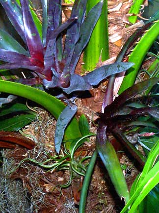 Bromelia