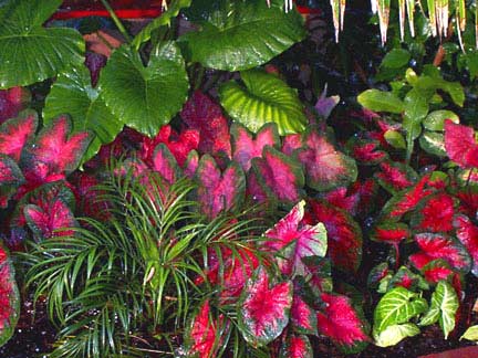 Caladium