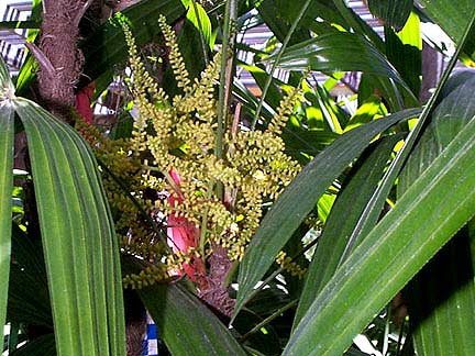 Rhapis excelsa Lady Palm