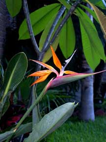 Bird of Paradise