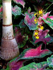 Foxtail Palm Wodyetia Caladium Orchid