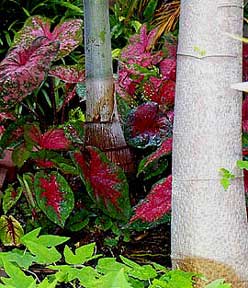 Caladium, Foxtail Palm and Papaya trunks