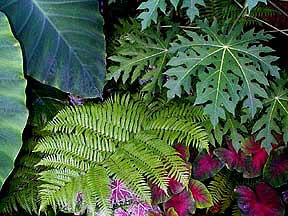 Papaya, Australian tree fern, Caladium, Elephant's ear