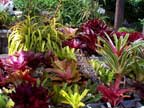 Bromeliads