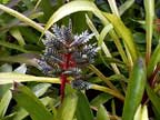 Aechmea dactylia