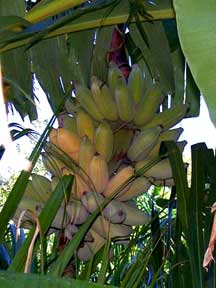 Musa acuminata 'blue java' Ice Cream Banana