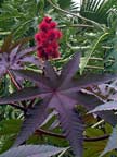 Castor Bean Plant