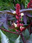 Castor Oil Plant