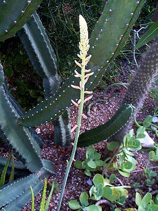 Aloe