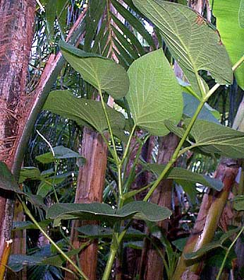 Piper auritum root beer plant