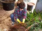 pulling roots