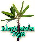 Lady Palms Images and Information