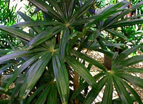 Rhapis excelsa taiheiden