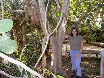 Michele under the Banyan tree