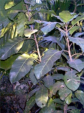 Ficus altissima