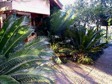 Cycads around the house