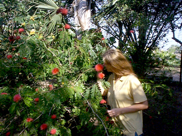 Lori and the Powder Puff tree