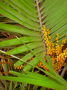 Arenga engleri with seeds