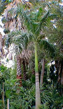 Royal Palm