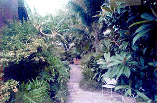 Looking down a jungle path