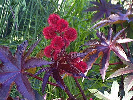 Ricinus communis Castor Bean Plant