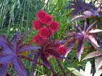 Castor Bean