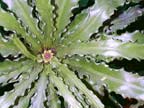 Birds Nest Fern