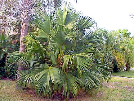 Livistona chinensis