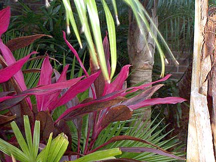 Garden View Rhapis, Cordyline, and Queen palm trunks