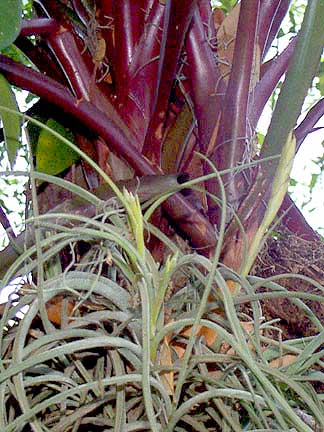 Tillandsia bailyi