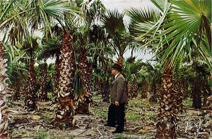 George Pletcher and Washingtonia